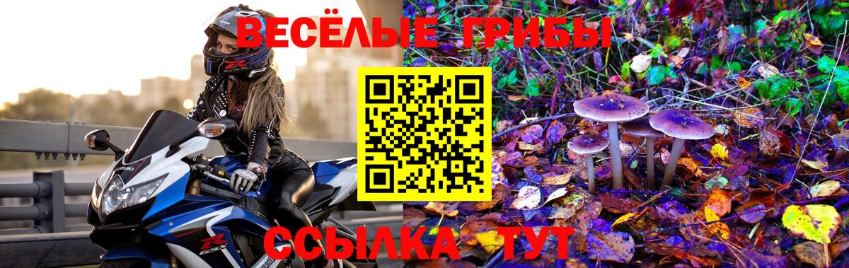 Чита  Псилоцибиновые грибы Psilocybe  Вход с VPN 