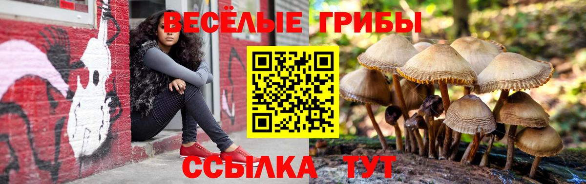 Псилоцибиновые грибы Psilocybine cubensis Чита